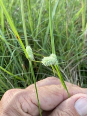 Cyperus sesquiflorus