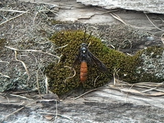 Protichneumon grandis