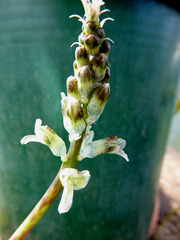 Lachenalia judithiae