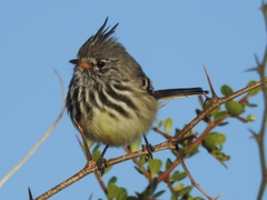 Anairetes flavirostris