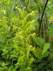 Habenaria novemfida