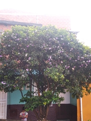 Bauhinia variegata
