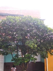 Bauhinia variegata