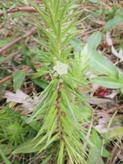 Melichrus procumbens
