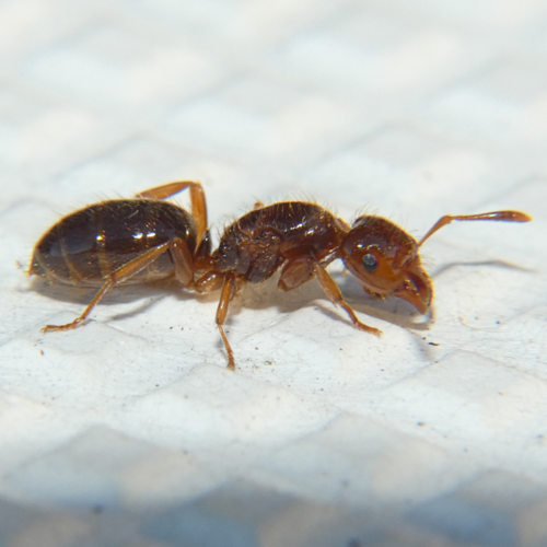 Smaller Yellow Ant (Nearctic Lasius Queens) · iNaturalist