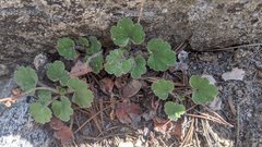 Heuchera hirsutissima