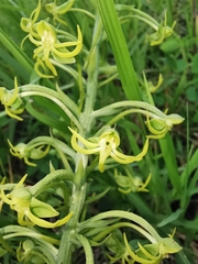 Habenaria novemfida