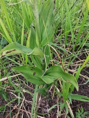 Habenaria novemfida