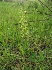 Habenaria novemfida