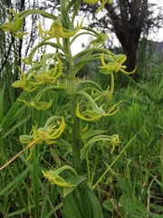 Habenaria novemfida