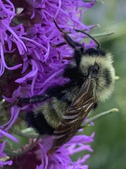 Bombus citrinus