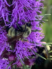 Bombus citrinus