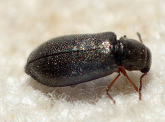 Eschatocrepis constrictus desertus