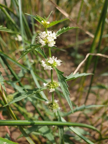 American water horehound (Lycopus americanus)