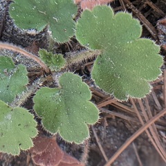 Heuchera hirsutissima