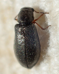 Eschatocrepis constrictus desertus