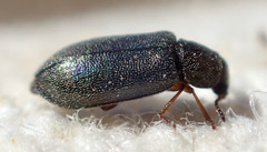 Eschatocrepis constrictus desertus