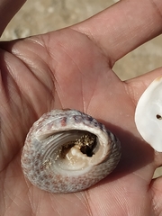 Trochus maculatus