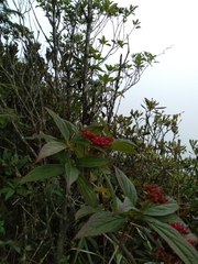 Viburnum urceolatum