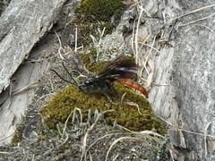 Protichneumon grandis