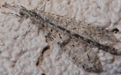 Chaetoleon pusillus