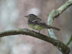 Lathrotriccus euleri
