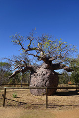 Adansonia gregorii
