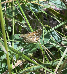 Hesperia comma laurentina