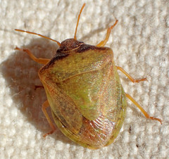 Dendrocoris contaminatus