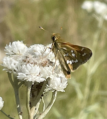 Hesperia comma laurentina