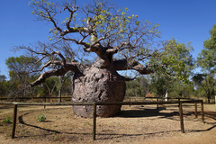 Adansonia gregorii