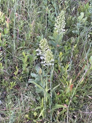 Platanthera blephariglottis conspicua