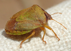 Dendrocoris contaminatus