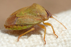 Dendrocoris contaminatus