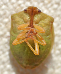 Dendrocoris contaminatus