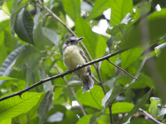 Leptopogon superciliaris