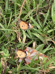 Danaus chrysippus