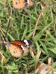 Danaus chrysippus