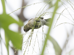 Sporophila nigricollis