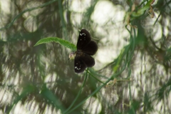 Pholisora