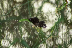 Pholisora