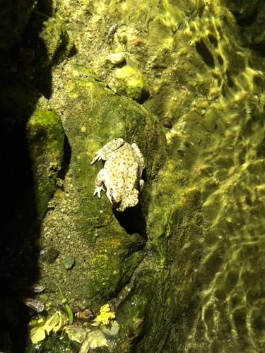 iNaturalist observation photo of Red-spotted Toad