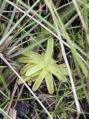 Pinguicula caerulea