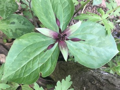 Trillium stamineum