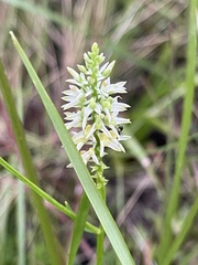 Polygala cruciata