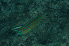 Stethojulis trilineata