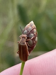 Epicauta batesii