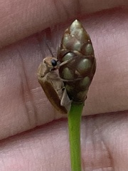 Epicauta batesii