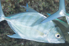 Ferdauia ferdau