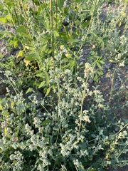 Chenopodium karoi